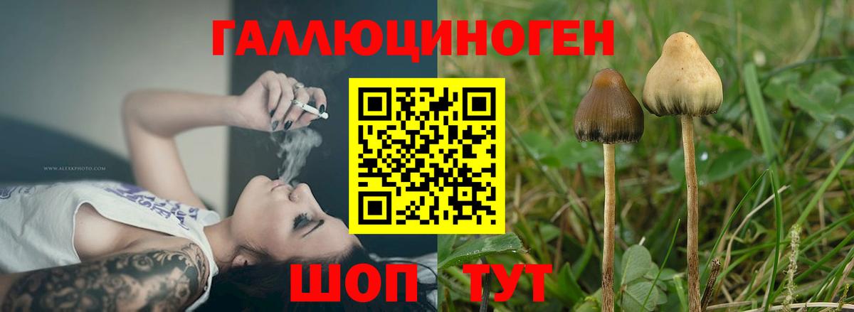 Абакан  Галлюциногенные грибы прущие грибы  Вход с VPN 